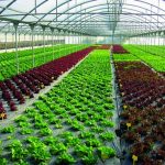 Agronomia e Guglielmo Alessio: leader nel settore delle insalate